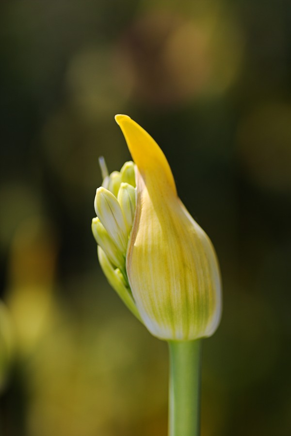 Agapanthus White As Bud by Joy Watson